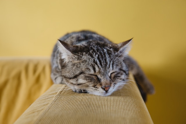Imagen de un gato
