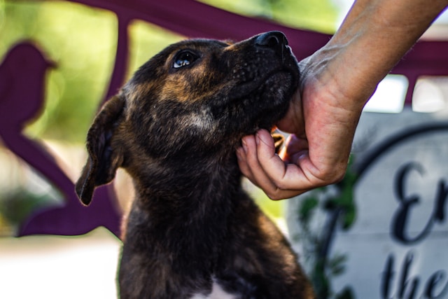 Imagen de refugio de mascotas