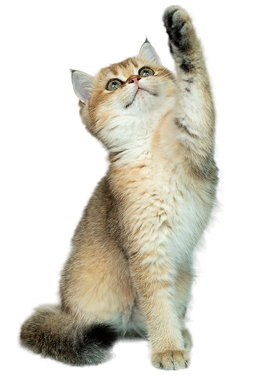 Gato