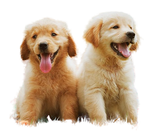Cachorros