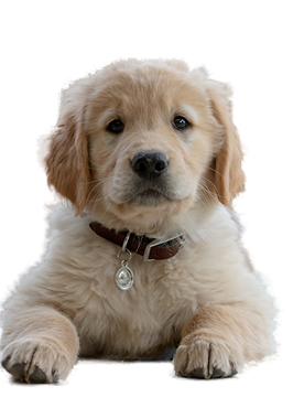 Perro